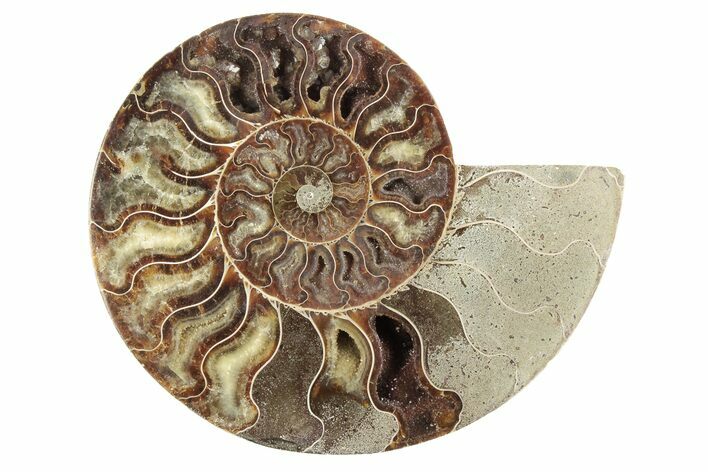 Cut & Polished Ammonite Fossil (Half) - Madagascar #191563